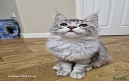 Maine Coon cats for sale: Pure maine coon - Image 34