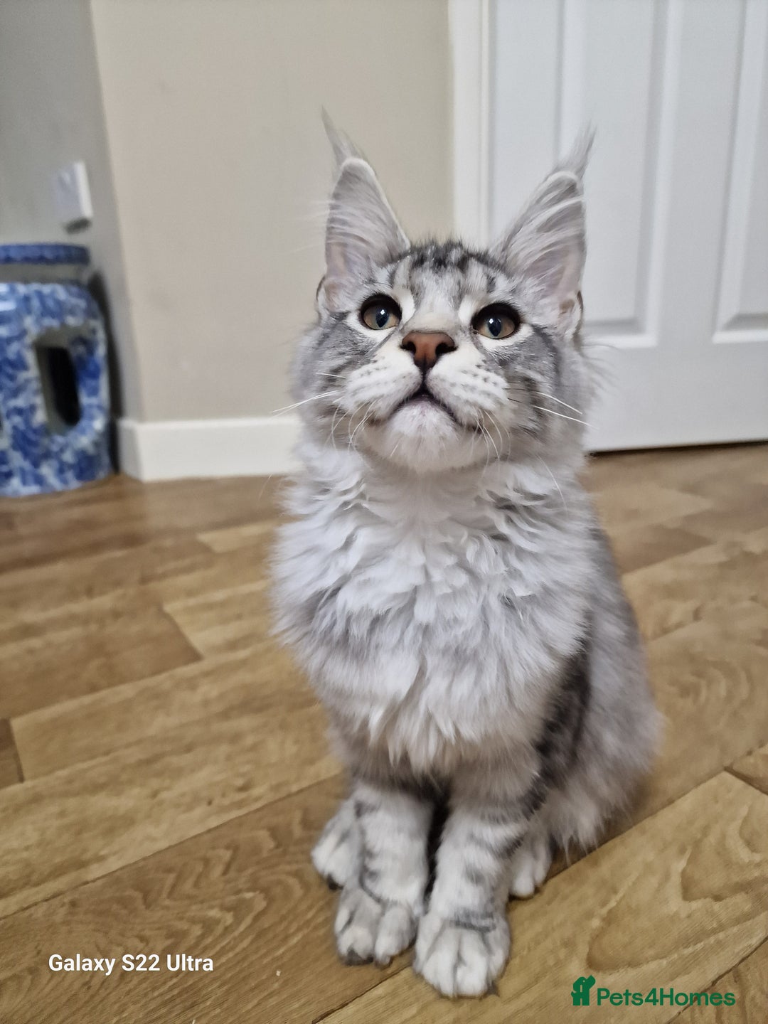 Maine Coon cats for sale: Pure maine coon - Image 34