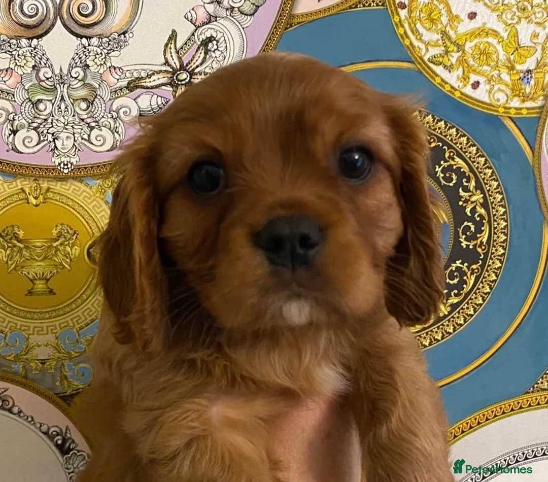 Cavalier King Charles Spaniel dogs for sale: Reg. Cavalier King Charles puppies Ruby colour in Luton - Advert 20