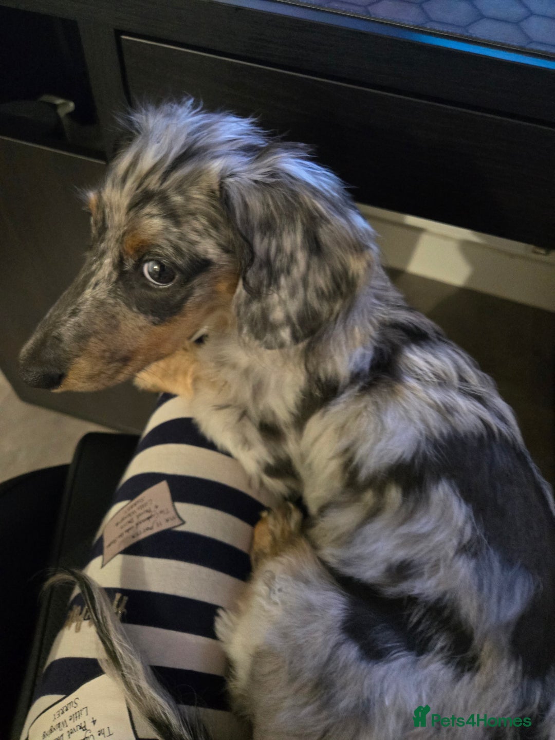 Miniature Dachshund dogs for sale: 9 Month Old Silver Dapple Long Haired Dachshund  - Advert 7