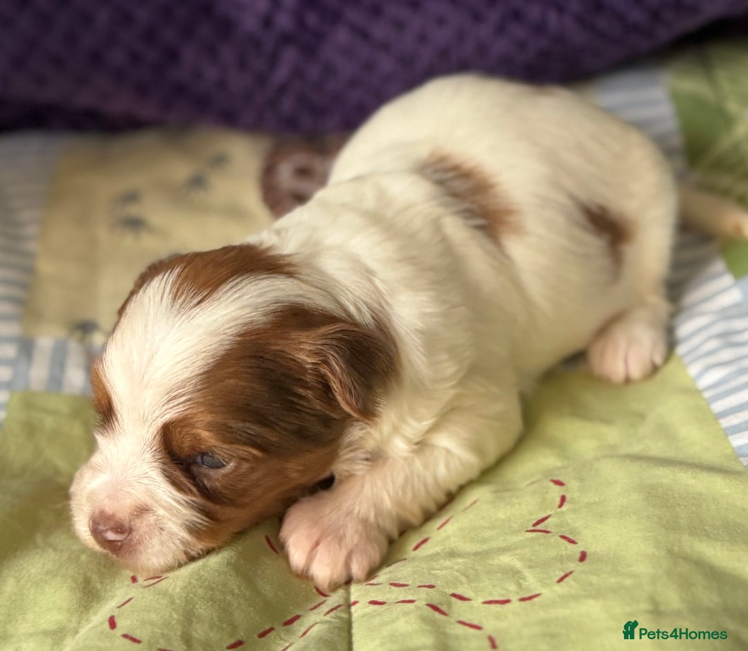 Biewer Terrier dogs for sale: Superb pedigree Biewer pups - DNA Health tested - Advert 5