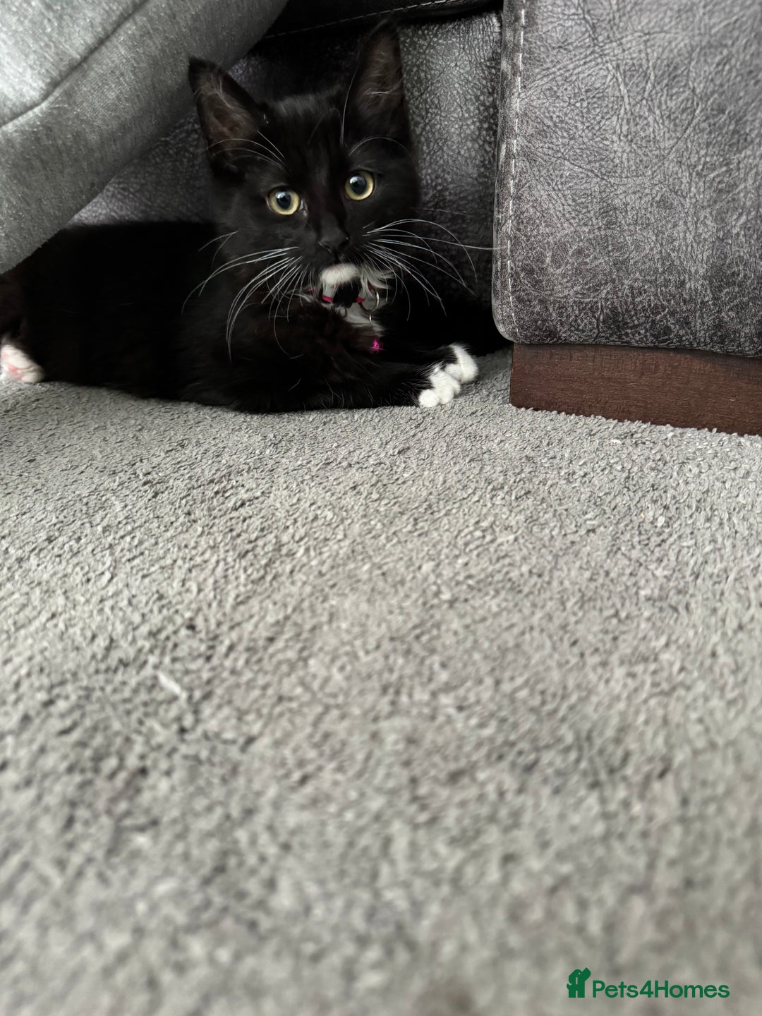 Mixed Breed cats for sale: Siberian Nevada mixed breed kittens  - Advert 3