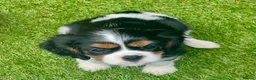 Cavalier King Charles Spaniel dogs for sale: Kc Reg, fully health tested CKCS licensed breeder - Advert 19