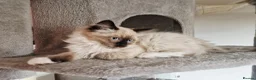Ragdoll cats for sale: Beautiful Chunky Fluffy Ragdoll kittens in Southend-on-Sea - Advert 3