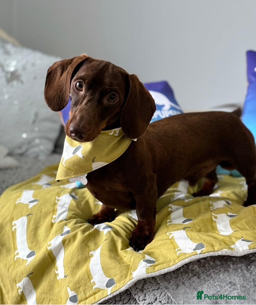 Miniature Dachshund dogs for stud: Kc fully tested mini smooth dashchund  - Advert 1