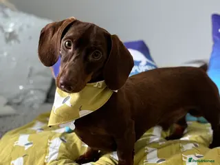 Miniature Dachshund dogs Kc fully tested mini smooth dashchund - Advert 12