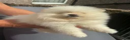 Pomeranian dogs for sale: Gorgeous Pomeranian Puppies in Morecambe - Advert 8