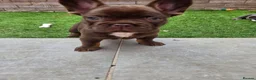 French Bulldog dogs for sale: French bulldog pups lovely colours  - Advert 11