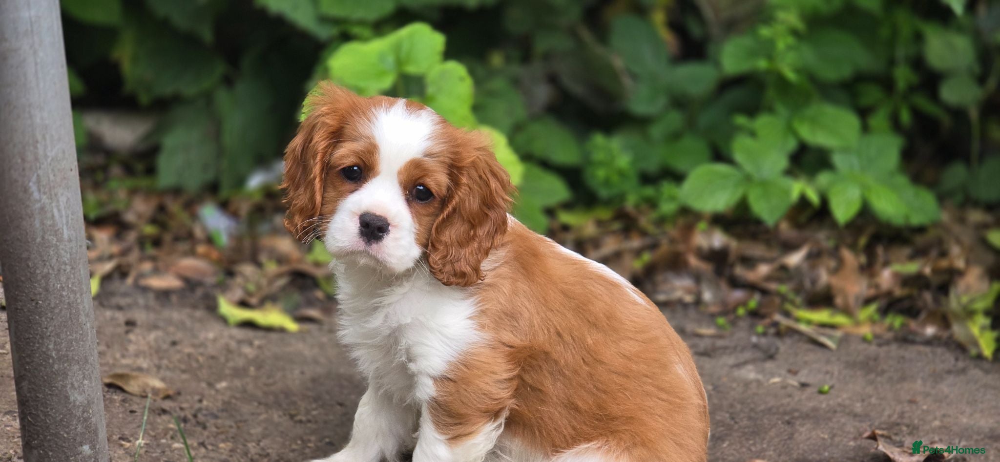 Cavalier King Charles Spaniel dogs Stunning cavalier king Charles spaniel puppy - Advert 5