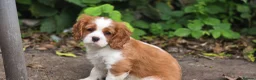 Cavalier King Charles Spaniel dogs for sale: Stunning cavalier king Charles spaniel puppy - Advert 5