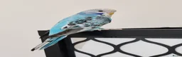 Budgerigars birds for sale: Budgies 8 weeks old - Advert 7