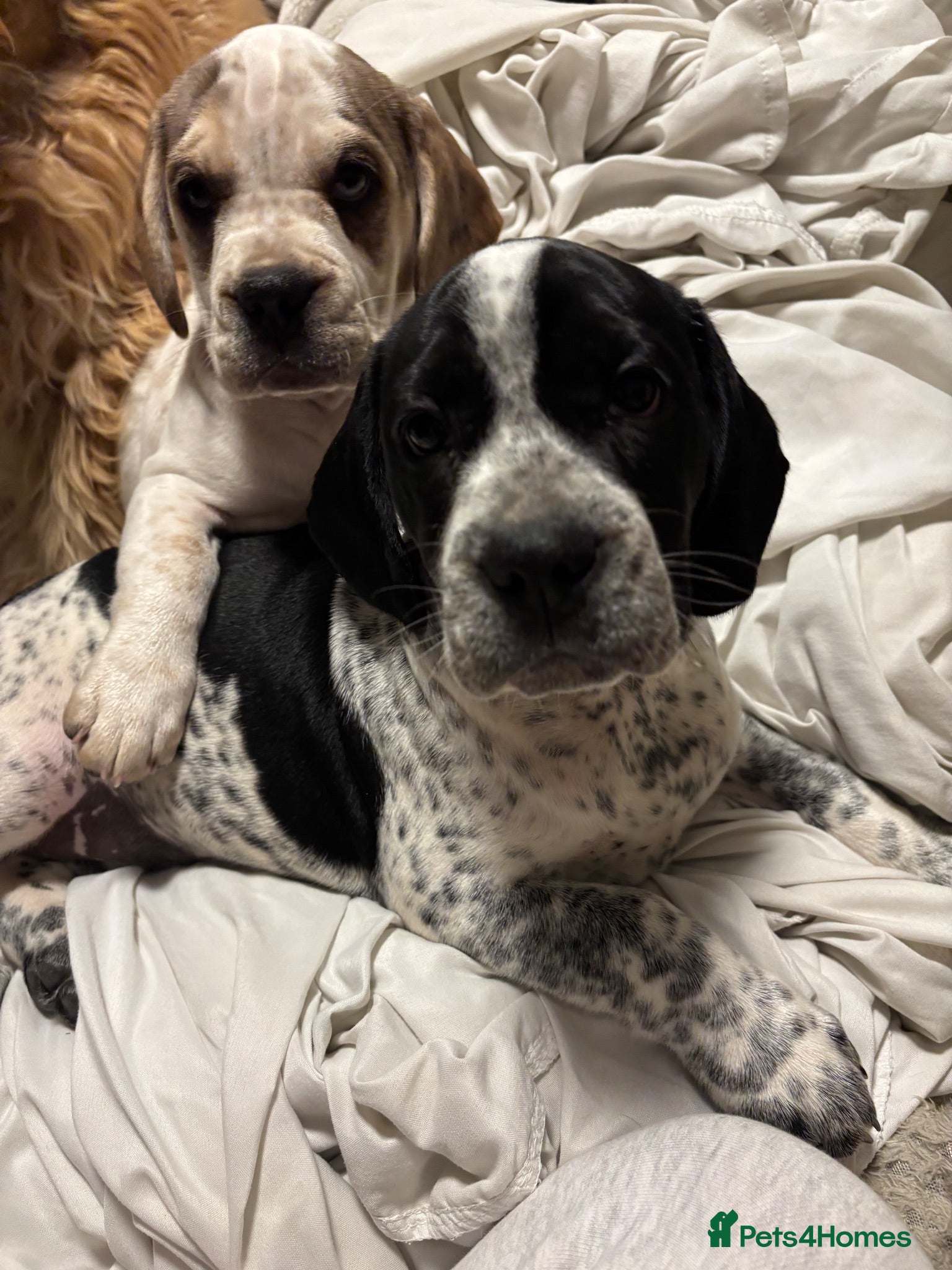 Mixed Breed dogs (Ready to leave)Cocker X Frenchie puppies - Advert 14
