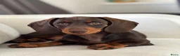 Miniature Dachshund dogs for sale: Miniature Dachshund  - Advert 7