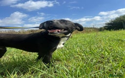 Mixed Breed dogs for adoption: Vito - Norwich Norfolk  - Image 5