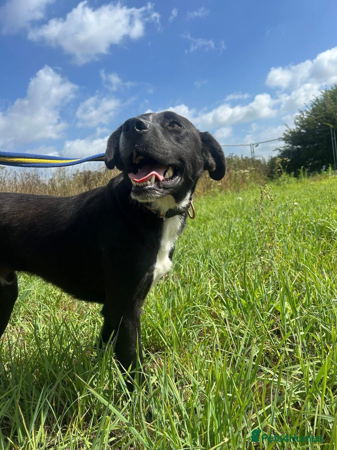 Mixed Breed dogs for adoption: Vito - Norwich Norfolk  - Image 5