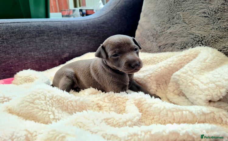 Italian Greyhound dogs - Advert 1
