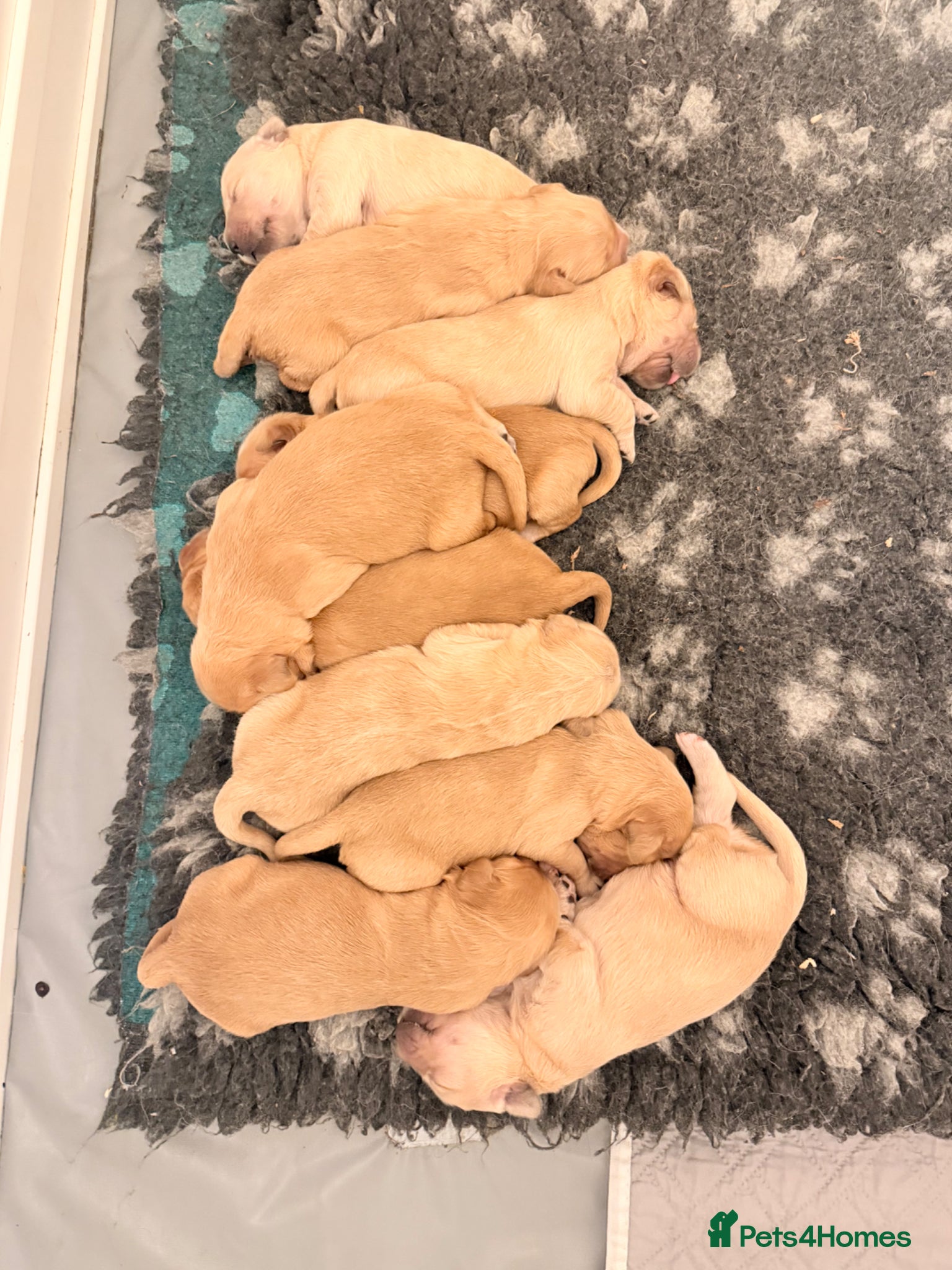Golden Retriever dogs for sale: Beautiful Golden Retriever Puppys - Advert 15