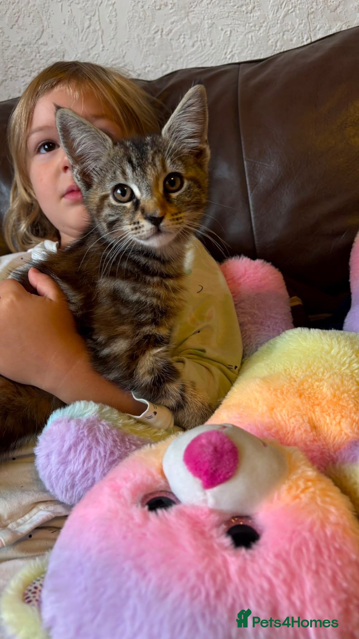 Maine Coon cats  READY TODAY Maine Coon Kittens - Advert 2