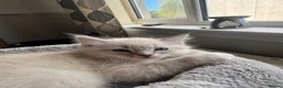 Ragdoll cats for sale: Spectacular lynx ragdoll kittens (2 boys) - Advert 7