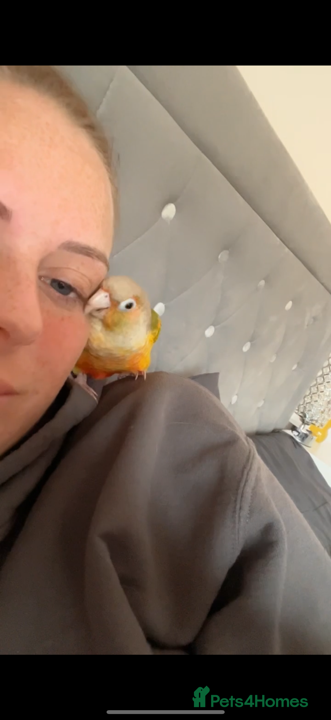Conures birds for sale: Hand rear baby conures  - Image 3