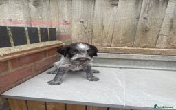 Mixed Breed dogs for sale: English springer spaniel X wire-haired pointer pup - Image 10