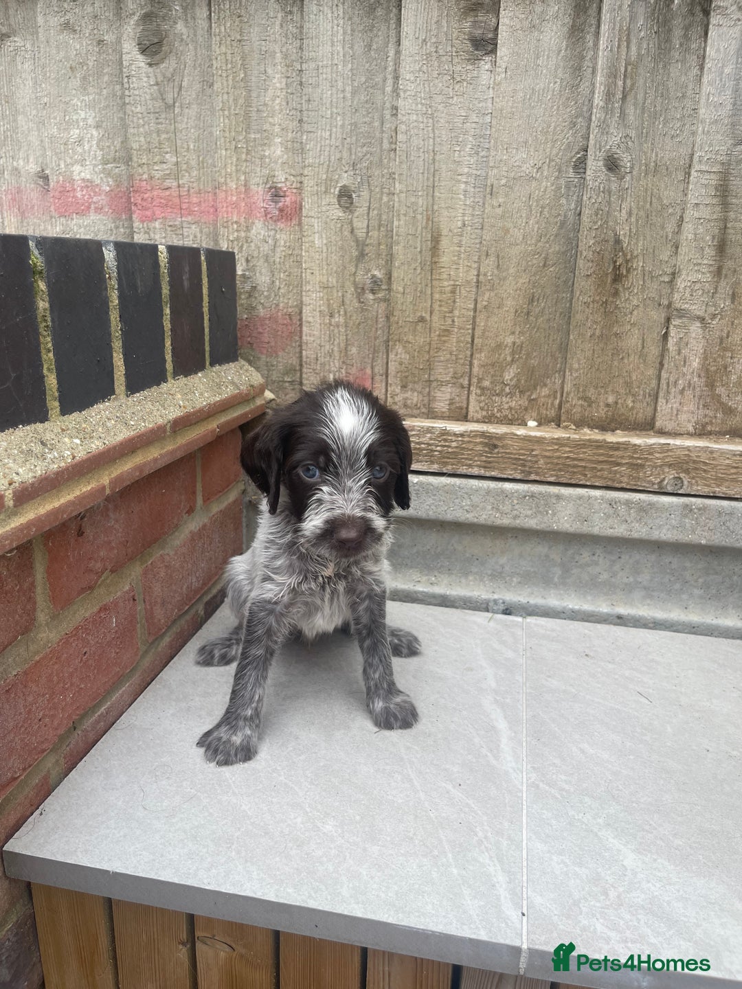 Mixed Breed dogs for sale: English springer spaniel X wire-haired pointer pup - Image 10