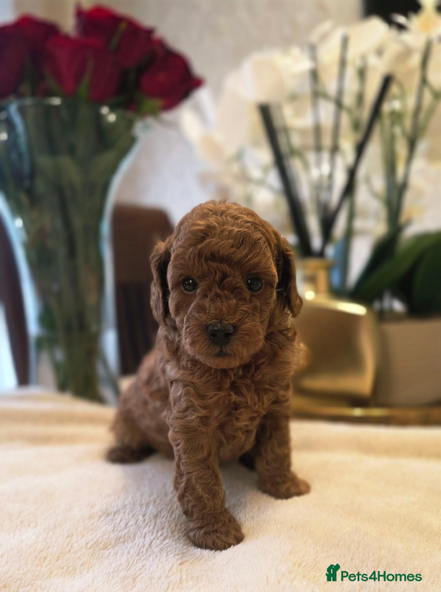 Cockapoo dogs Beautiful red toy cockapoo puppies  - Advert 1
