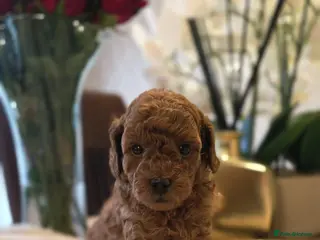 Cockapoo dogs Beautiful red toy cockapoo puppy - Advert 2