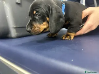 Miniature Dachshund dogs ready now black and tan boy and girl reduced price - Advert 5