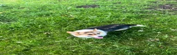 Welsh Corgi Pembroke dogs for stud: 🐾 Pembroke Welsh Corgi Stud – Jeljarmin Arwyn - Advert 4