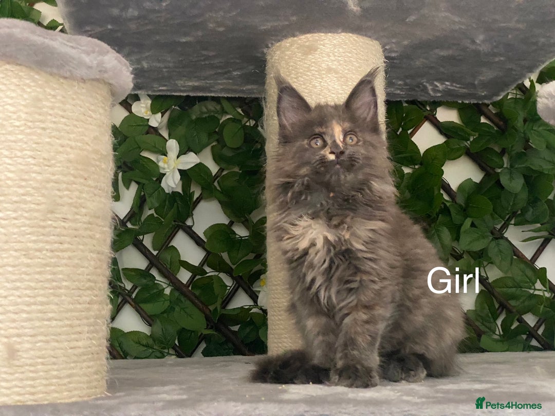 Maine Coon cats for sale: Tica DNA negative Maine Coon kittens  in Fordingbridge - Image 1