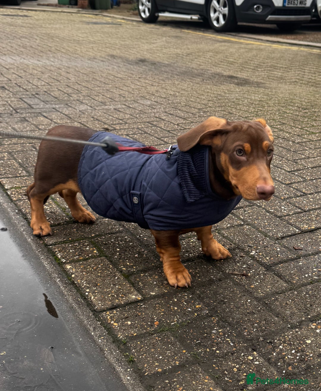 Dachshund dogs for stud: Future Stud Interest Gorgeous Dachshund  - Advert 3