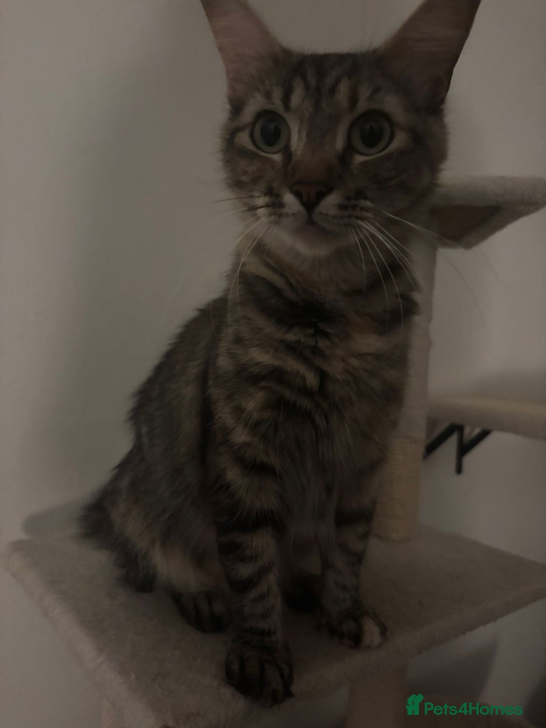 Mixed Breed cats for sale: Last of the litter ginger and white boy  - Advert 7