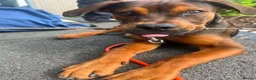 Mixed Breed dogs for sale: Looking for a temp foster. in Blackpool - Advert 7