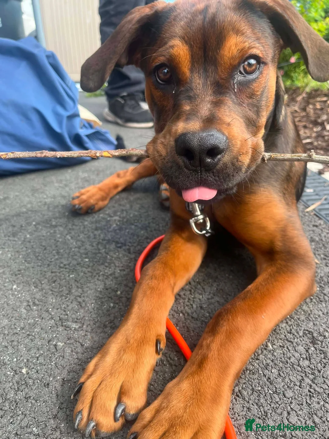 Mixed Breed dogs for sale: Looking for a temp foster. in Blackpool - Advert 7