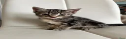 Khao Manee cats for sale: 3 Kittens  in Horley - Advert 9