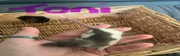 Rat rodents for sale: 8 baby girl rats in Basildon - Advert 7