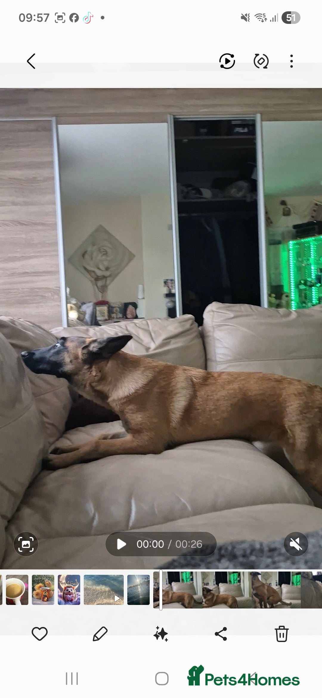 Belgian Shepherd Dog dogs for sale: Belgian malinois  - Advert 2