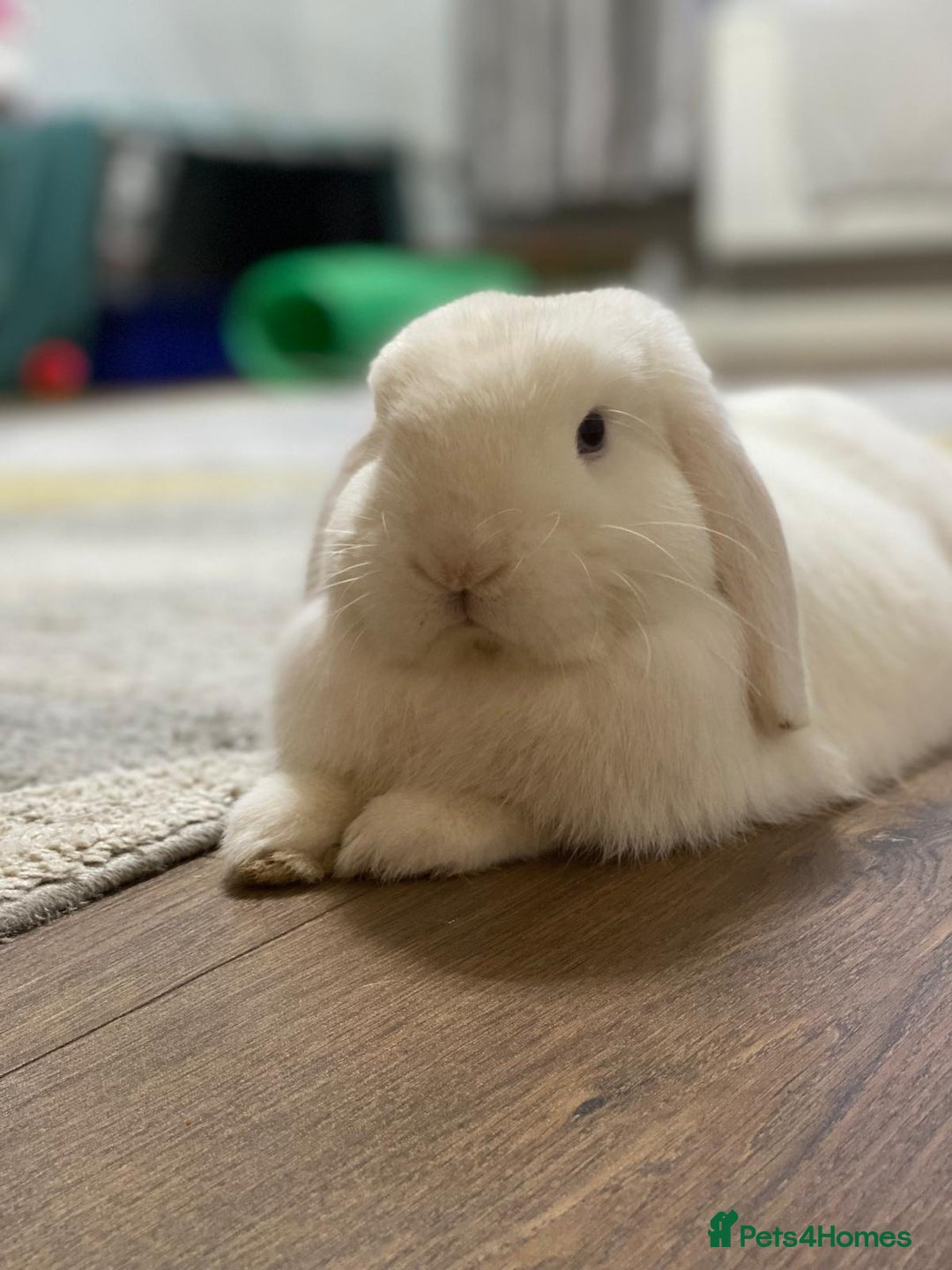 Mini Lop rabbits for sale: Male Mini lop, Neutered + equipment  - Image 2