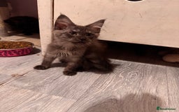 Maine Coon cats for sale: Last 2 girls remaining  in Ilminster - Image 9