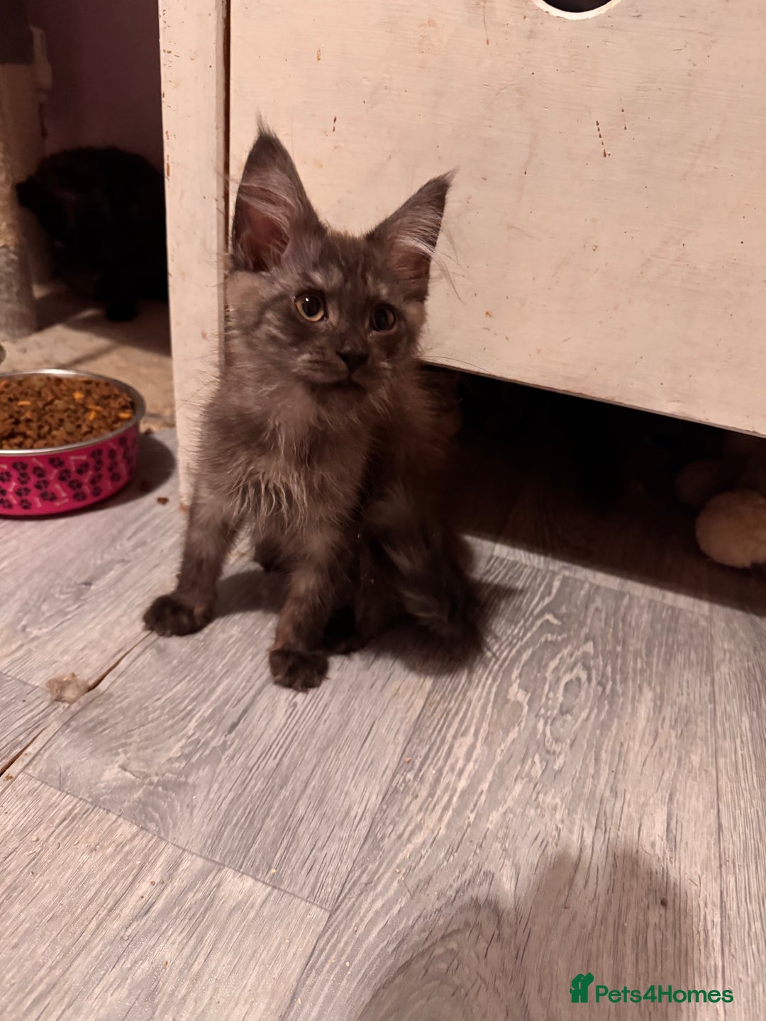 Maine Coon cats for sale: Last 2 girls remaining  in Ilminster - Image 9