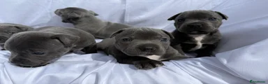 Staffordshire Bull Terrier 3