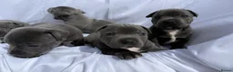 Staffordshire Bull Terrier dogs for sale: KC-Quality Blue Staffordshire Bull Terrier Puppies - Advert 9