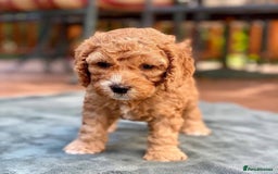 Cockapoo dogs for sale: Beautiful Red F1 Cockapoo Puppies - Image 4
