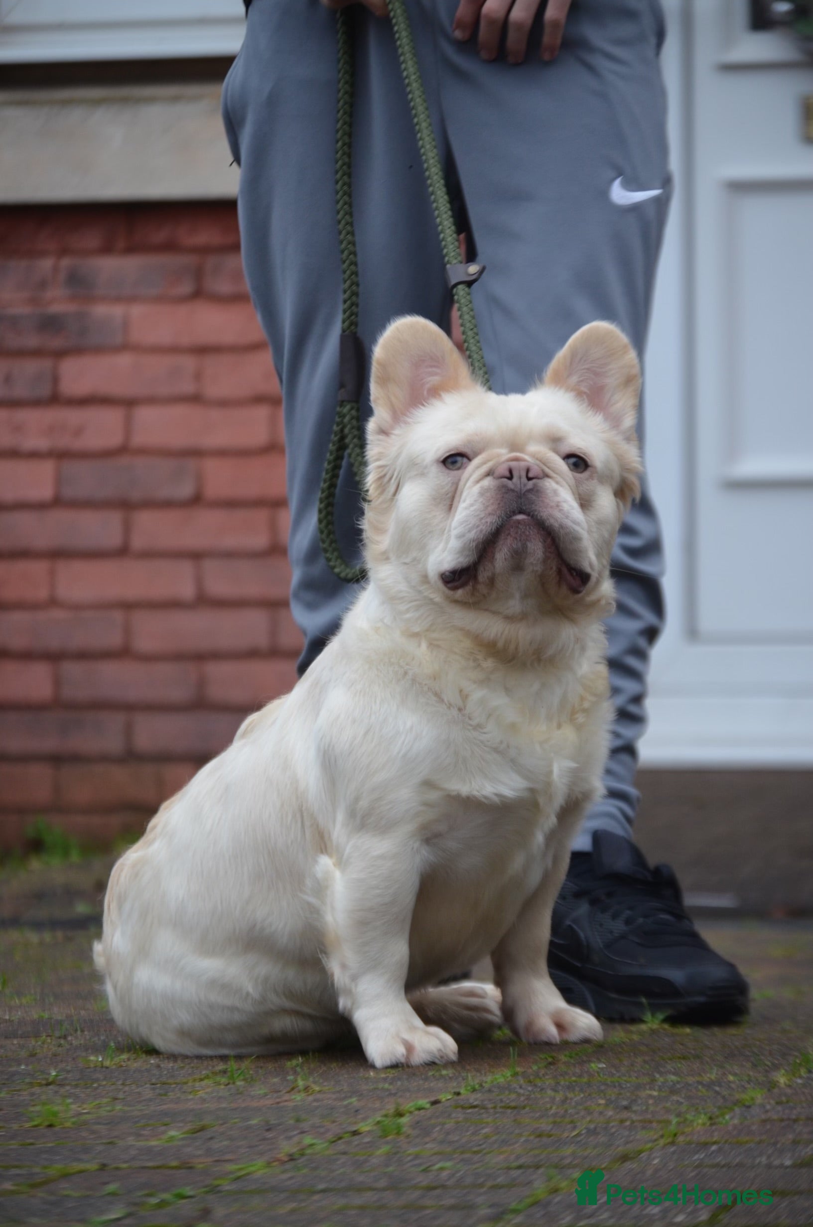 French Bulldog dogs Stud dog  - Advert 7