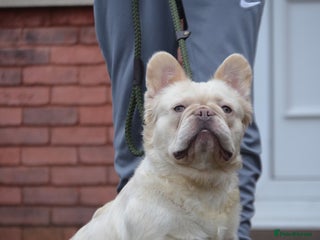 French Bulldog dogs - Advert 3