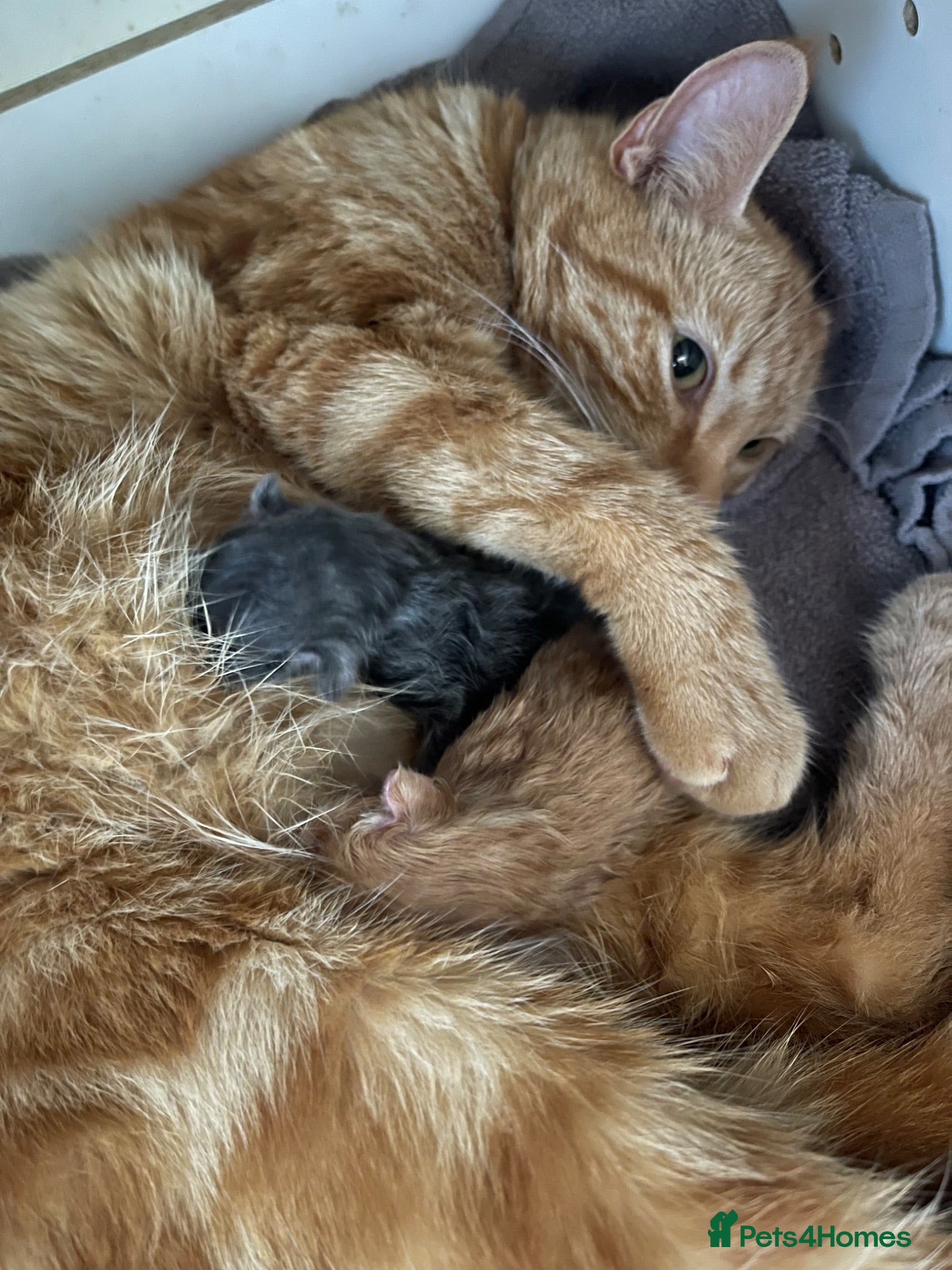 Mixed Breed cats 2 beautiful kittens  - Advert 4