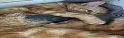 Mixed Breed cats for sale: 2 beautiful kittens  in Llanelli - Advert 1
