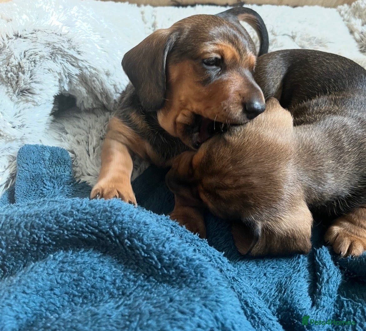 Miniature Dachshund dogs Two handsome KC miniature dauchounds for sale  - Advert 17