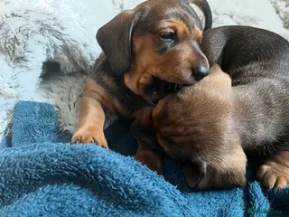 Miniature Dachshund dogs Our cute KC PRA clear Mini dadchunds are for sale. - Advert 4